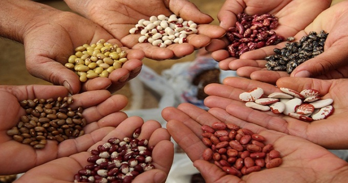 seed-coating-industry-india