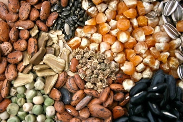 Insights of the Asia Pacific Seed Market Outlook: Ken Research